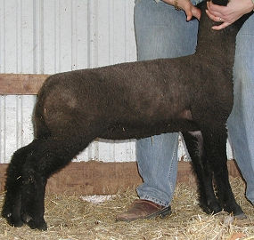 This Year’s Show Lambs