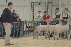 Virginia State Fair Market Lamb Results