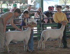 Clarke County Fair Sheep Show Results