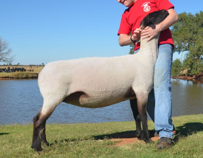 Purchase of New Donor Ewe for Flock