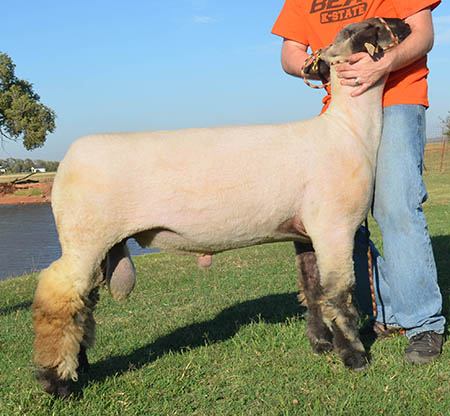 Introducing New Stud Ram From Ott Club Lambs