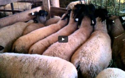 Video of Show Lambs and Wethers