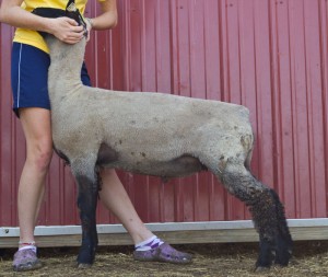 April Wether Lamb