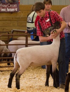 128lb Ewe Lamb (Slack x Dorset)