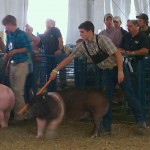Champion Senior Pig Showman