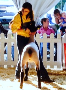 Virginia State Fair Commercial Ewe Lamb Results