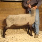 702 Old School ewe