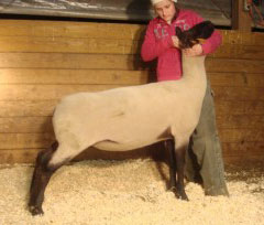 New Bred Ewes and Ewe Lambs