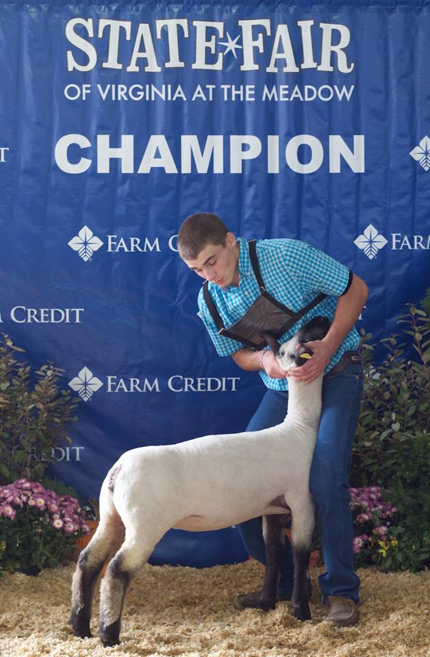 12096283_755730047860160_6046363818619722078_n Cornerstone Club Lambs