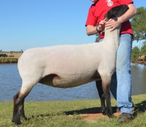 Fully Armed by Ott Club Lambs, Oklahoma