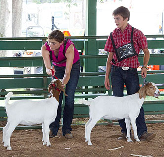 Venable farms Show Goats for Sale