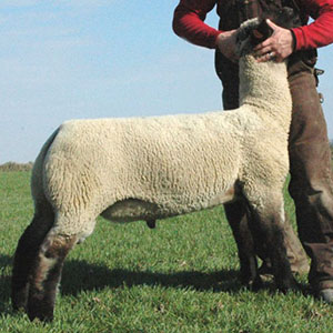 Reference Sires Brickyard by Droppert Club Lambs