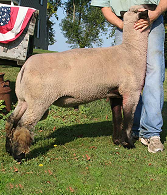 Ellerbrock Club Lambs Eroc Ram