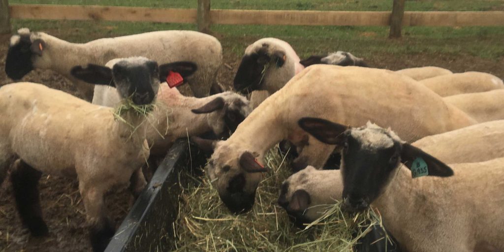Hampshire Ewe Lambs for Sale Cornerstone Club Lambs