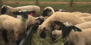 Hampshire Ewe Lambs for Sale