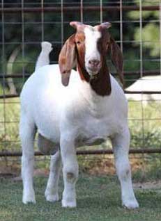 Venable farms Show Goats for Sale