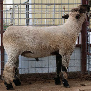 Wether Sires Power Ball by Ott Club Lambs