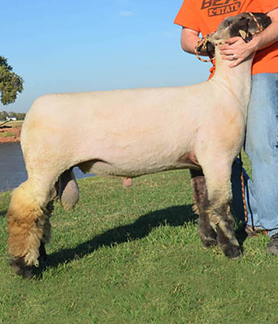 Soldier Ram bred by Ott Club Lambs out of Powerball Stud Ram