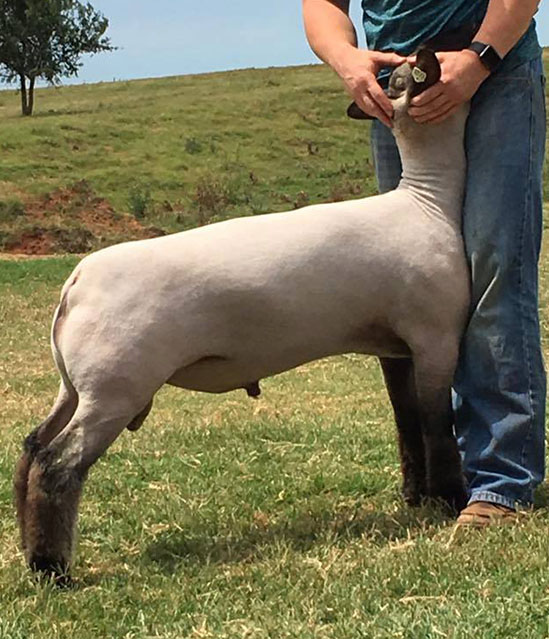 Stage Monkey Stud Rams: Curtain Call x Monkey Up