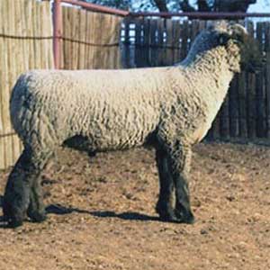Reference Sires Strange by Duffey Club Lambs