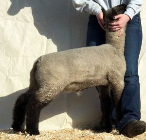 show lambs for sale from virginia sheep breeder