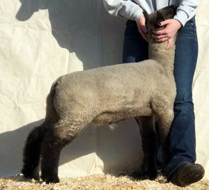 show lambs for sale from virginia sheep breeder