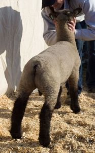 show lambs for sale from virginia sheep breeder