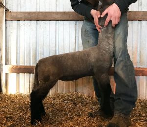 Cornerstone Club Lambs for Sale