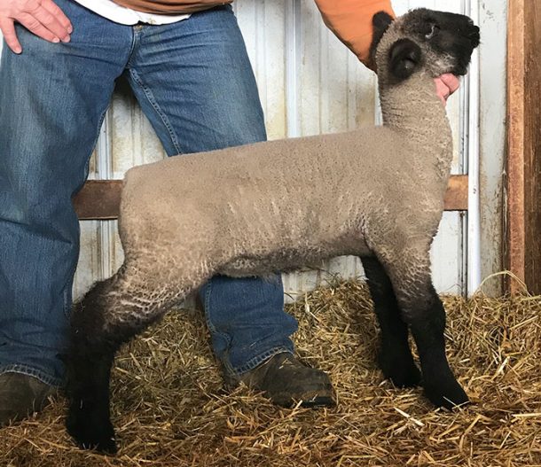 Cornerstone Club Lambs for Sale Cornerstone Club Lambs