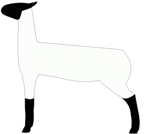 Show Lamb Clip Art 1-Left