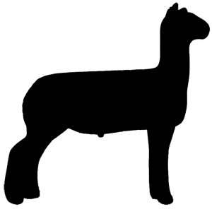 Show Lamb Clip Art 3-Right