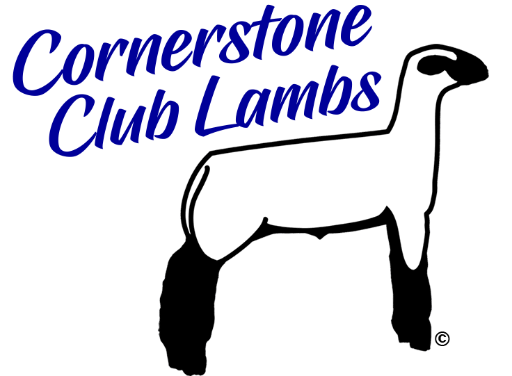 Cornerstone Club Lambs for Sale and Rams for Sale