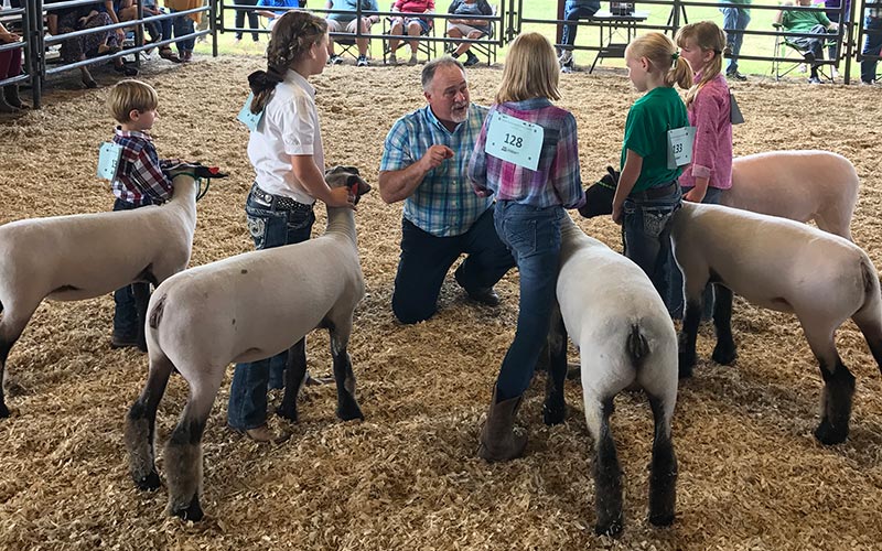 What Size Lamb To Select For Your Terminal Show