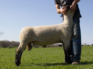 Yearling Hampshire Ram for Sale