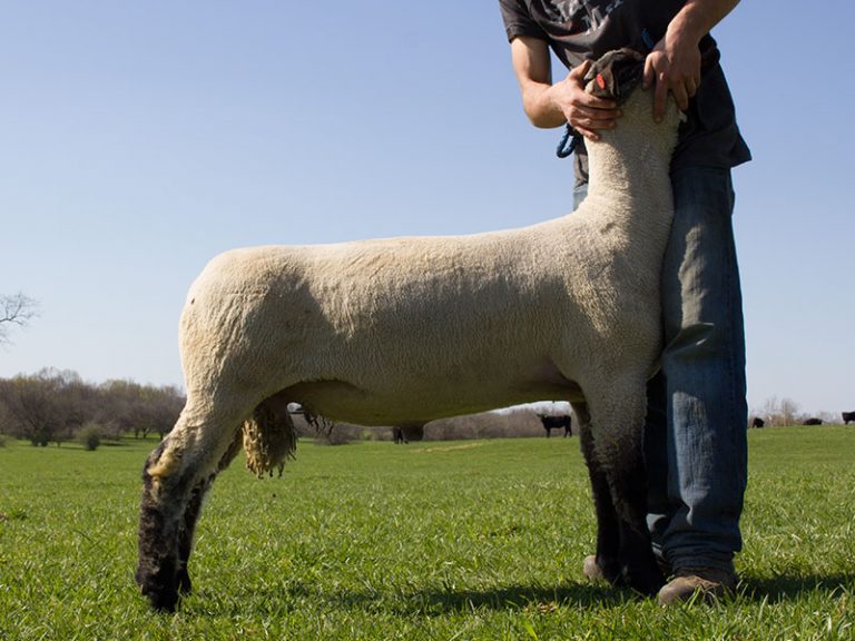 Yearling Hampshire Ram for Sale Cornerstone Club Lambs
