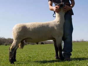 Yearling Hampshire Ram for Sale