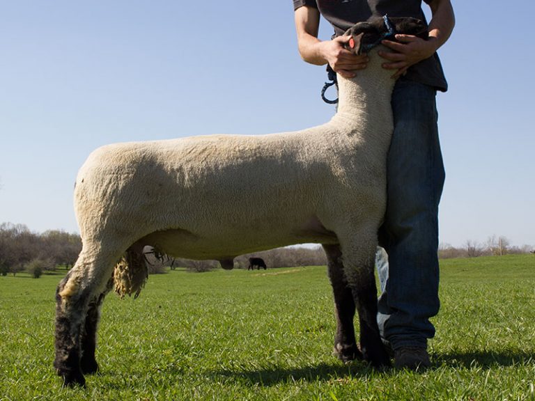 Yearling Hampshire Ram For Sale Cornerstone Club Lambs