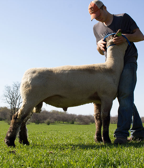 Commander: Impact Hamps Fully Armed Stud Rams