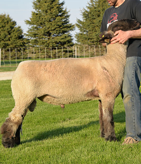 Crossbred Stud Ram Sired by Johnson Club Lamb's Monkey Business at Beatty Club Lambs