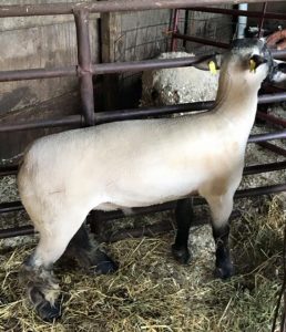 Sharp Shooter Bred by Harrell Club Lambs