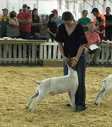 Virginia Show Goats for Sale